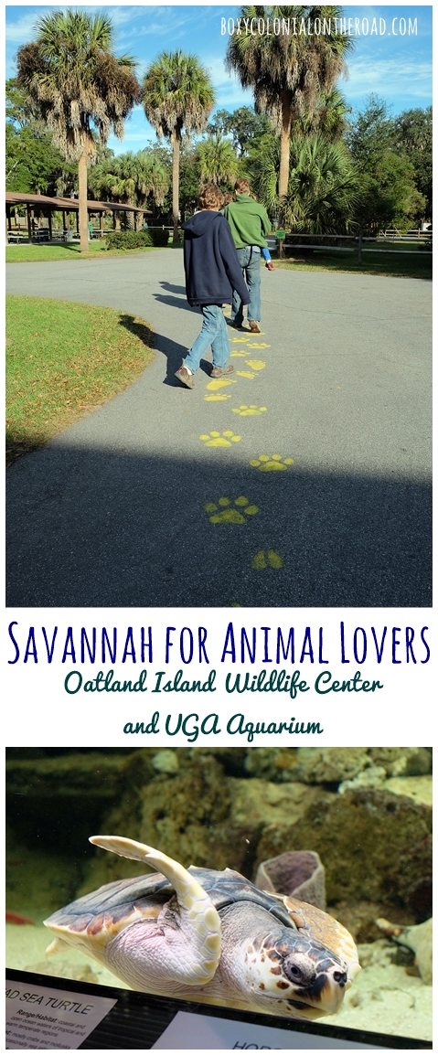 Two great destinations in the Savannah area for animal lovers: the Oatland Island Wildlife Center and the UGA Marine Education Center and Aquarium