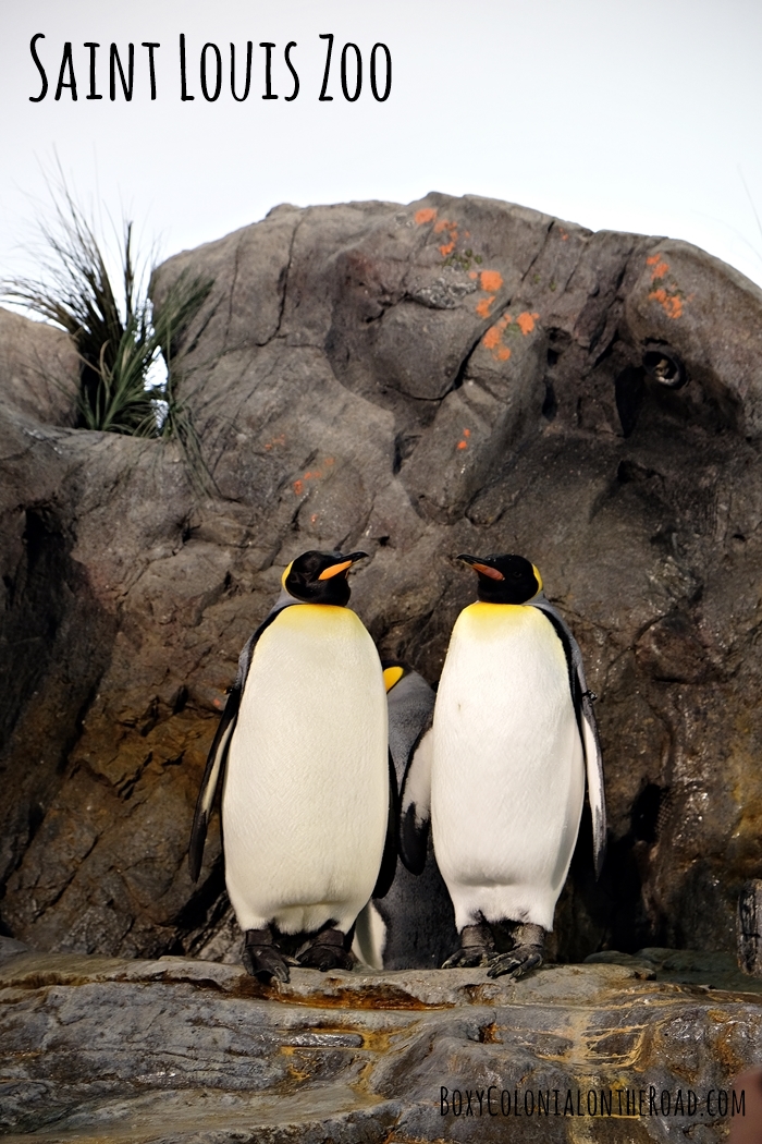 Trip to the St. Louis Zoo....penguins!