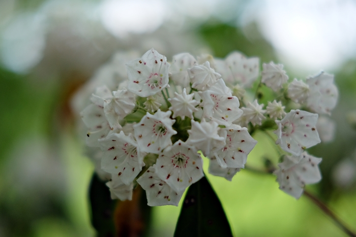 mountain laurel