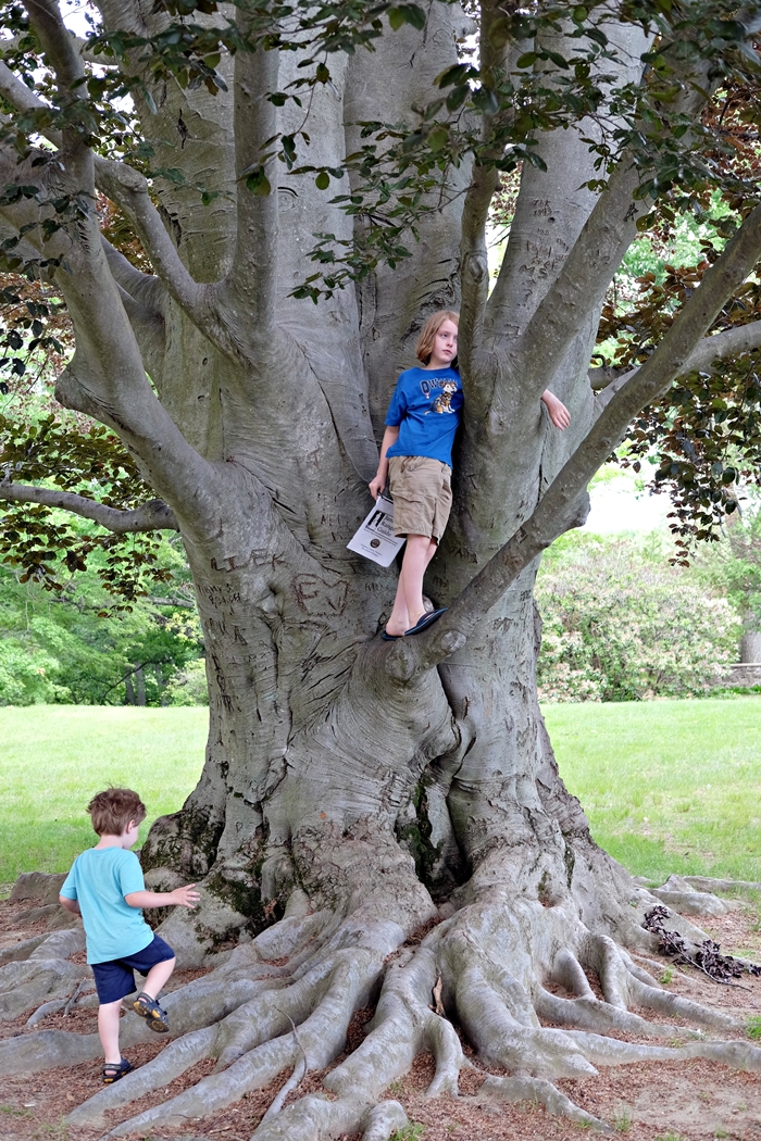 big tree at North Bridge Visitor Center