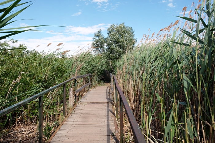 saugerties lighthouse trail