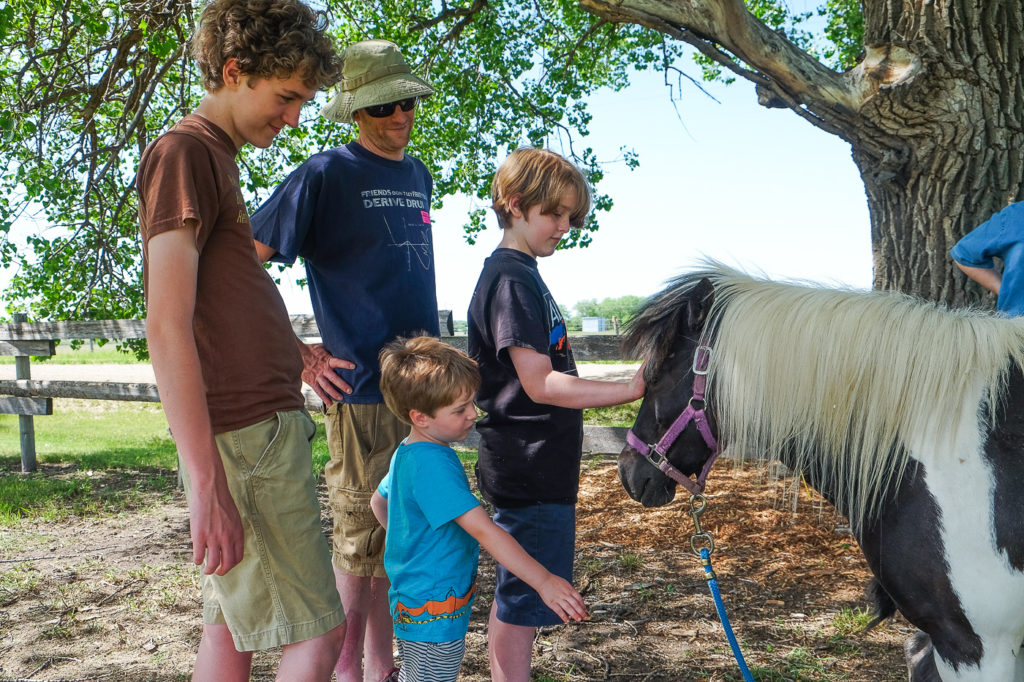 petting a miniature horse