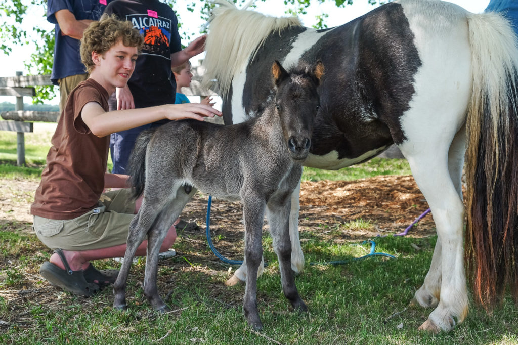 petting a foal and miniature horse