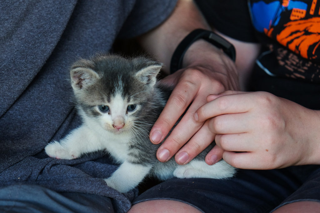 petting a gray kitten