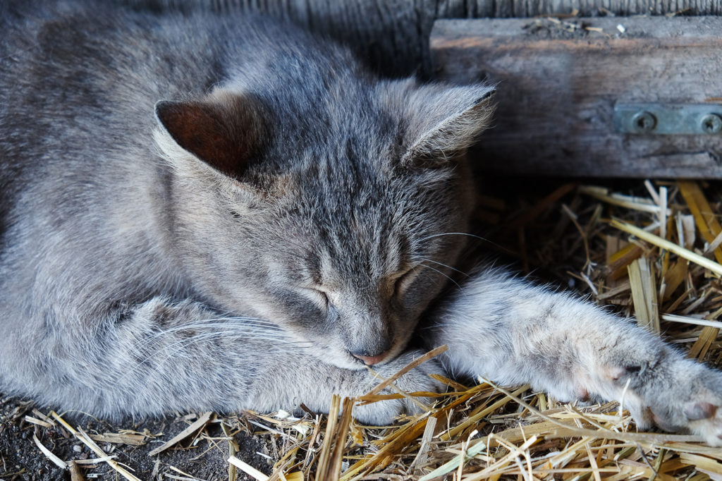 Mia the barn cat