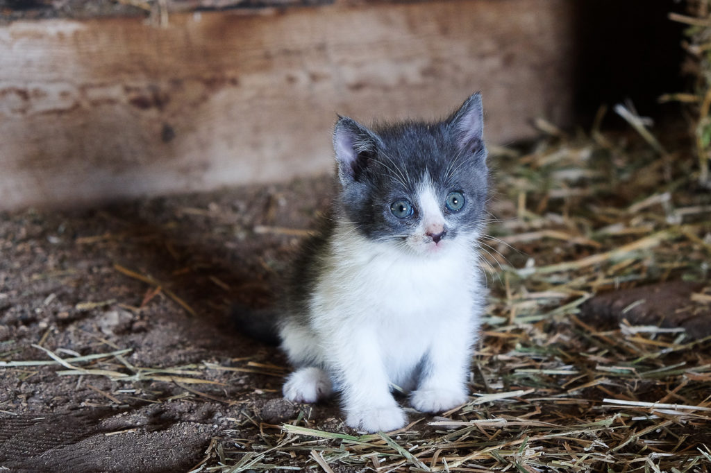 gray and white kitten