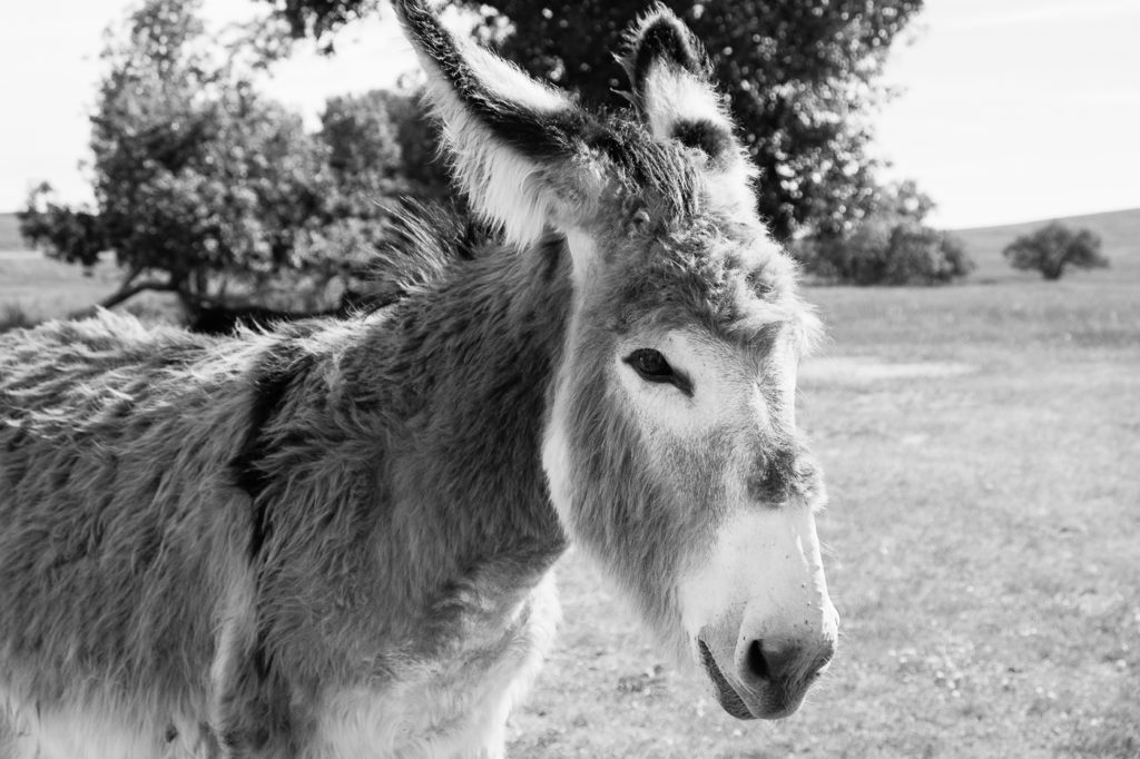 burro at Custer State Park