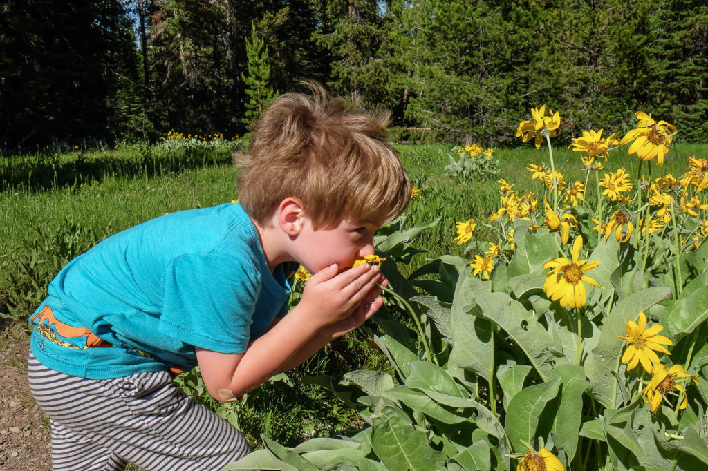 sniffing flowers on the Lakeshore Trail, Grand Teton