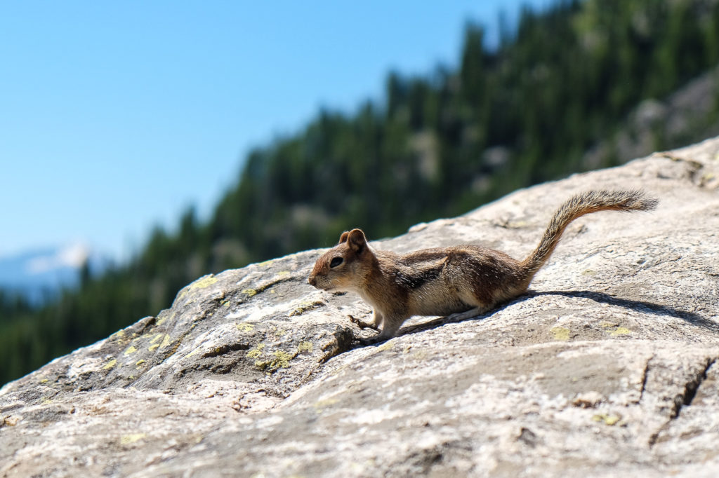 ground squirrel at Inspiration Point, Grand Teton