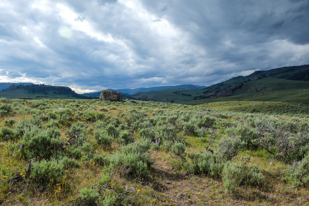 Lamar Valley, Yellowstone National Park