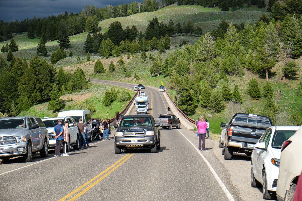 Yellowstone bear jam