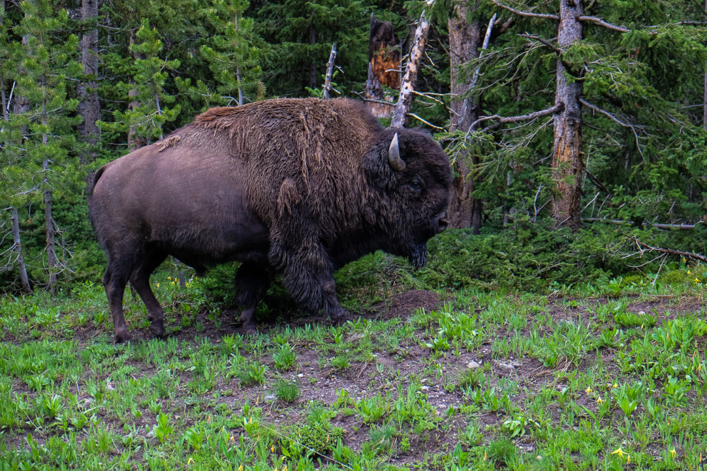 bison at Yellowstone