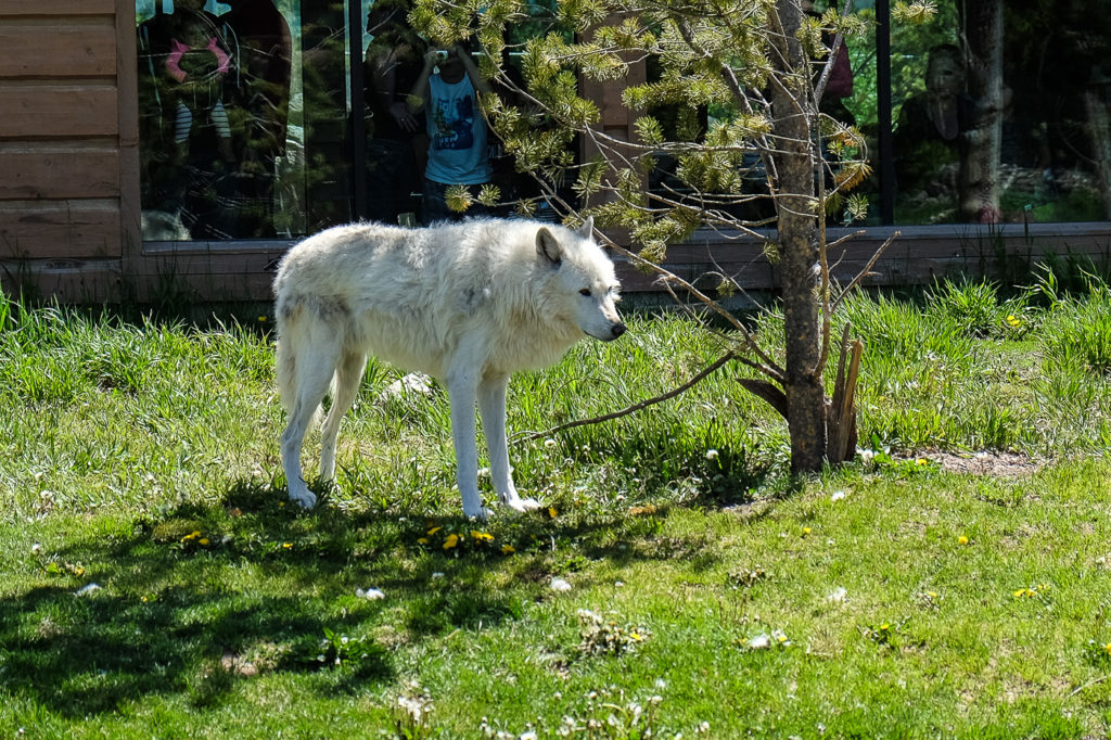 wolf at Grizzly and Wolf Discovery Center