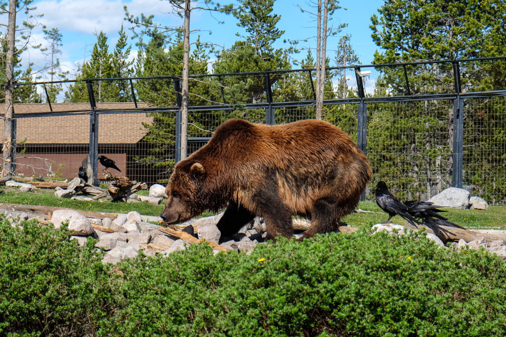 Grizzly (and Raven) at Grizzly and Wolf Discovery Center