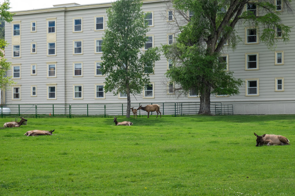 elk at mammoth hot springs