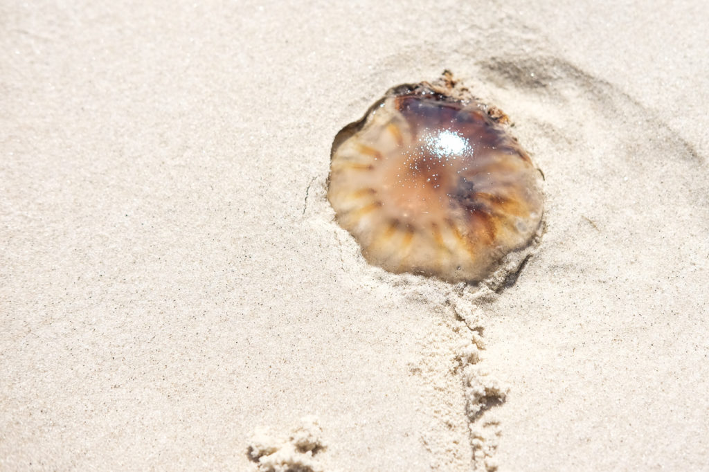 jellyfish on beach