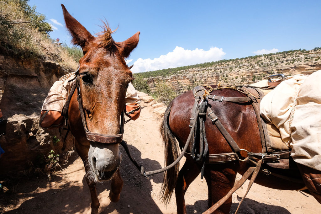 mules on Bright Angel Trail