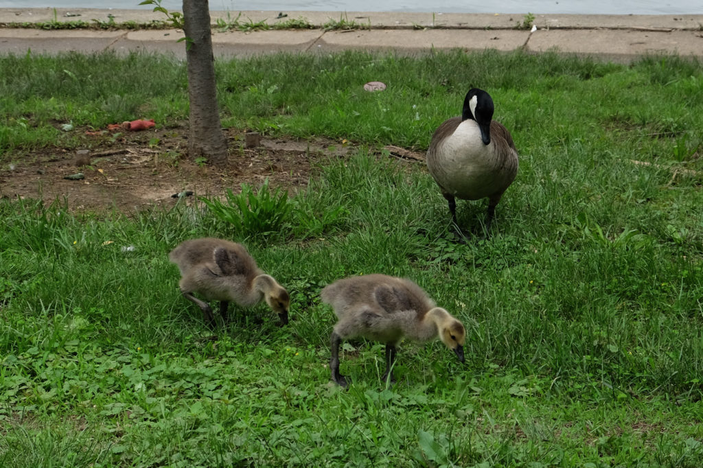 mama and baby geese
