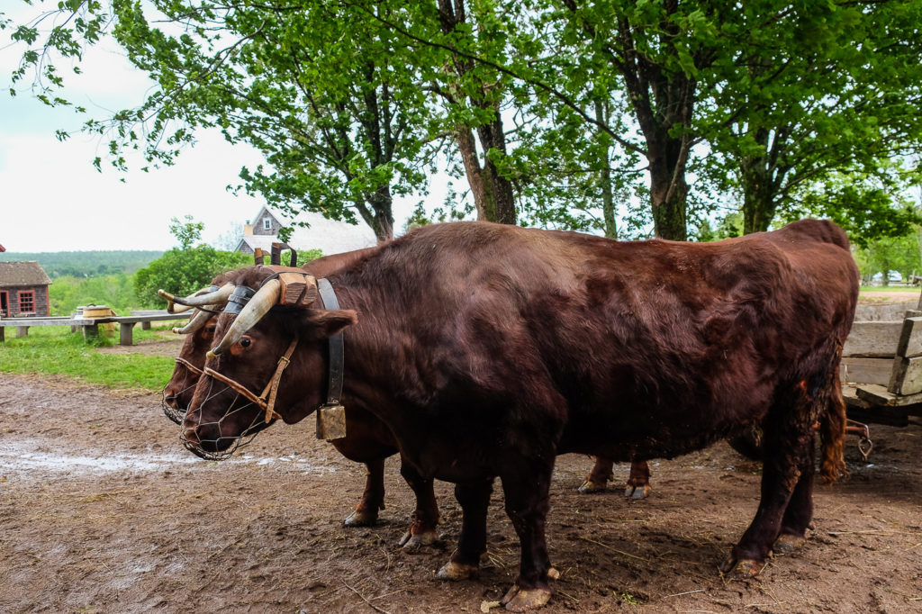 oxen at Ross Farm