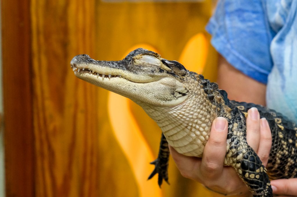 Ten MORE Things to Do on Jekyll Island with Kids: Off the Beaten Path ...