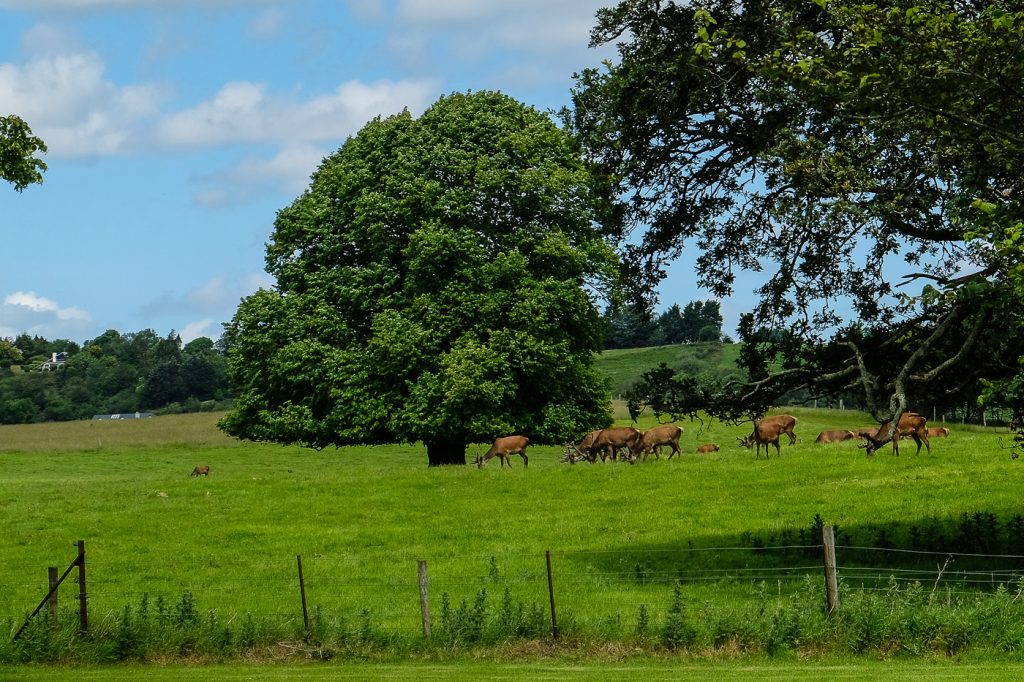 Exploring Killarney National Park, Part 2: Islands, Waterfalls, and ...