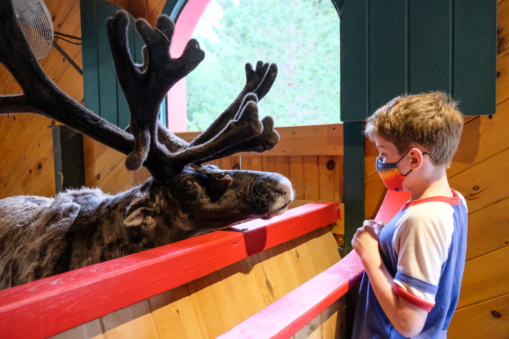 Abe feeding a reindeer