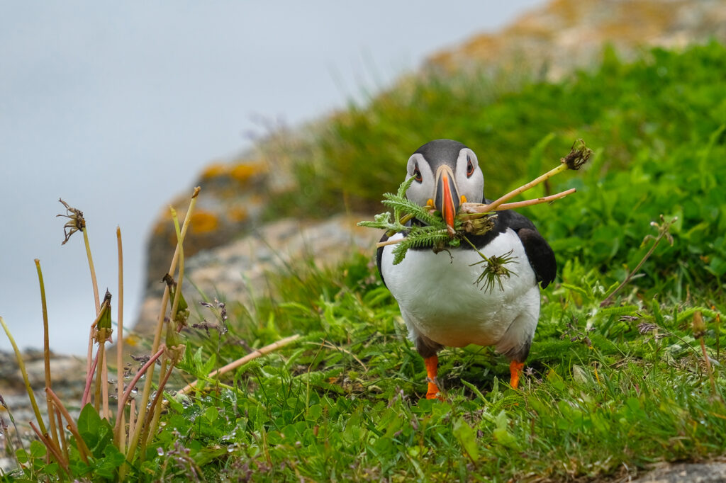 puffin collecting nesting material